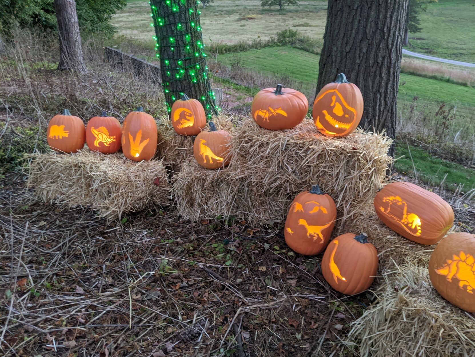 pumpkins carved with dinosaur images